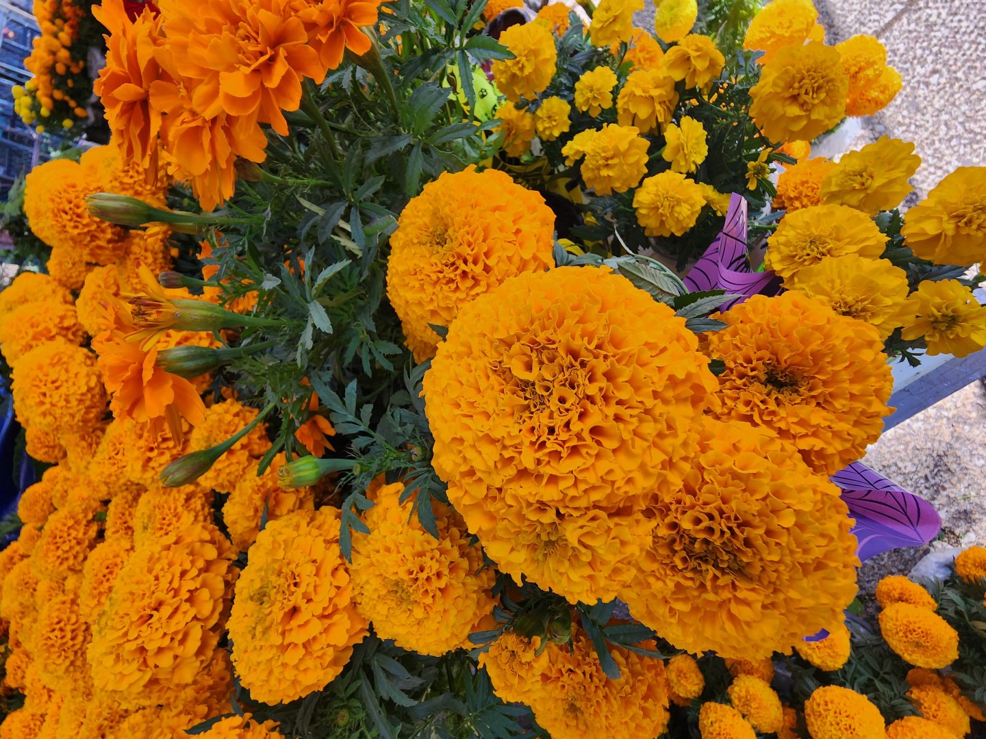 Cempuasuchil Flower